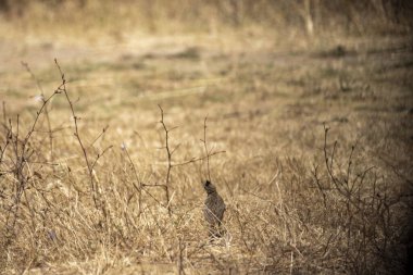 Ormandaki tarlada güzel vahşi bir kuş.