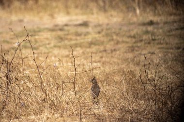 Ormandaki bir tarladaki kuşun yakın çekimi.