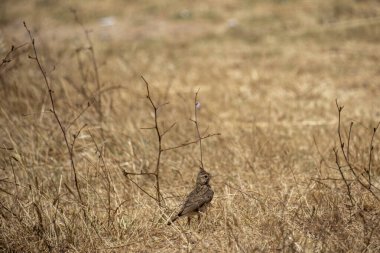 Bir tarladaki çimlerin üzerinde küçük bir kuş oturuyor.