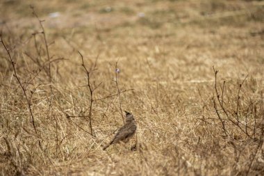 Doğal ortamda Avrasya Hupoesi (pupa pa)