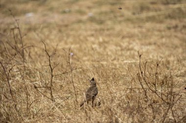 Kırmızı baykuş (bububuus busa), Bububuus familyasından bir kuş türü.,