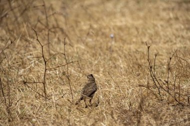 Bir tarlada kahverengi balıkçıl