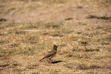 kırmızı - geri örümcekkuşu (lanius curcuius) doğada