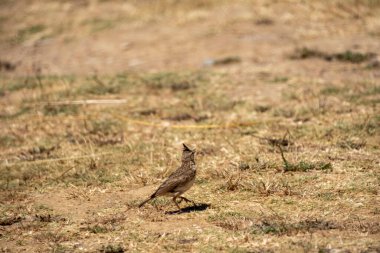 Bir kuş çimenlerde oturuyor.
