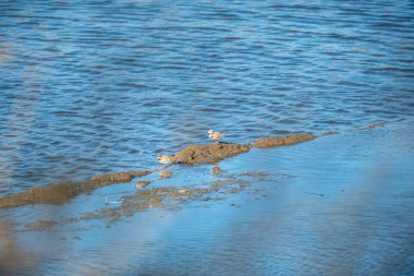 Sahilde bir ördek sürüsü