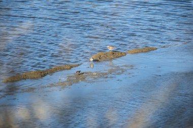 Sudaki kuşların güzel manzarası.