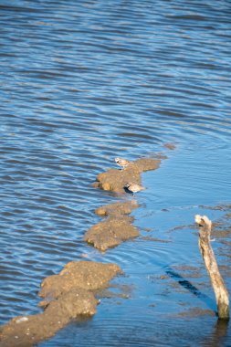 Gölde bir çift ördek