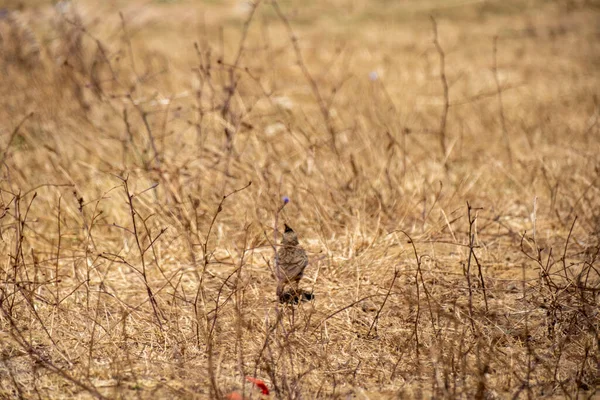 Kuru bir çimene tünemiş kırmızı kuyruklu şahin kuşu.