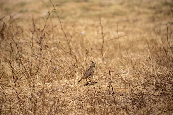 Doğadaki kuş, vahşi doğa faunası, flora ve fauna