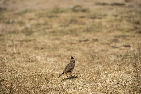 Otların arasında bir kuş