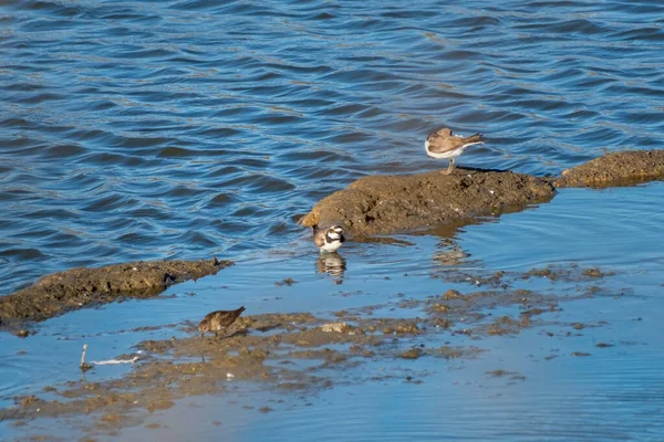 Sıradan bir karasurat (