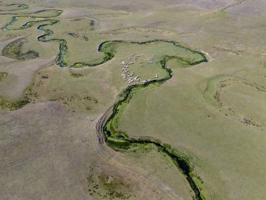 Türkiye 'nin Ordu kentindeki Persembe Platosu' nda havadan seyyar yılan manzarası. Dolambaçlı bir nehir uçsuz bucaksız yeşil ve altın bir vadiden akar. Açık bir yaz gökyüzü altında Karadeniz dağlarının çarpıcı coğrafi harikası. Doğa arkaplanı.