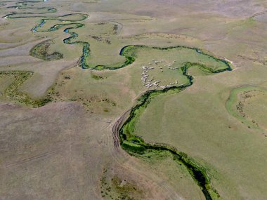 Türkiye 'nin Ordu kentindeki Persembe Platosu' nda havadan seyyar yılan manzarası. Dolambaçlı bir nehir uçsuz bucaksız yeşil ve altın bir vadiden akar. Açık bir yaz gökyüzü altında Karadeniz dağlarının çarpıcı coğrafi harikası. Doğa arkaplanı.