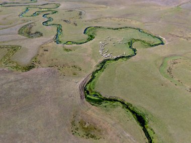 Türkiye 'nin Ordu kentindeki Persembe Platosu' nda havadan seyyar yılan manzarası. Dolambaçlı bir nehir uçsuz bucaksız yeşil ve altın bir vadiden akar. Açık bir yaz gökyüzü altında Karadeniz dağlarının çarpıcı coğrafi harikası. Doğa arkaplanı.
