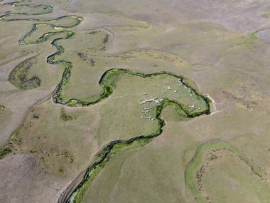 Türkiye 'nin Ordu kentindeki Persembe Platosu' nda havadan seyyar yılan manzarası. Dolambaçlı bir nehir uçsuz bucaksız yeşil ve altın bir vadiden akar. Açık bir yaz gökyüzü altında Karadeniz dağlarının çarpıcı coğrafi harikası. Doğa arkaplanı.