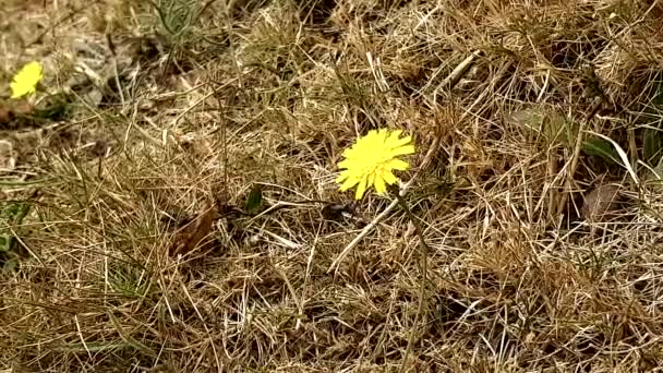 Κίτρινο Λουλούδι Κινείται Τον Άνεμο — Αρχείο Βίντεο