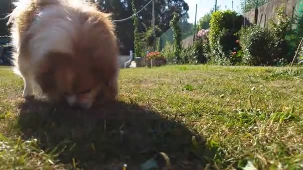 Собака Нюхает Варенье Траве — стоковое видео