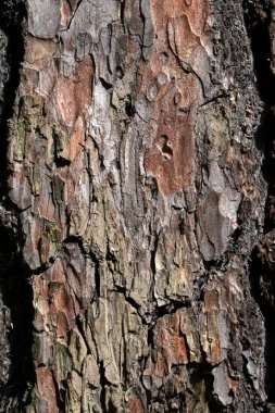 Bir ağacın yakın çekimi.