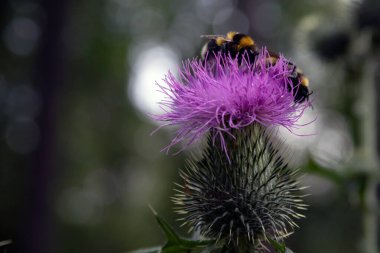 Devedikeni çiçekleri üzerinde yaban arısı