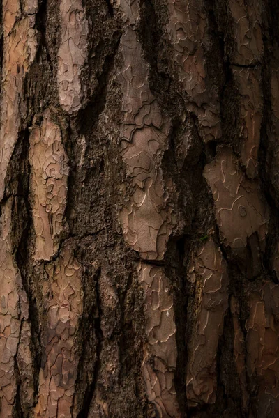 Egy fa közelsége. — Stock Fotó