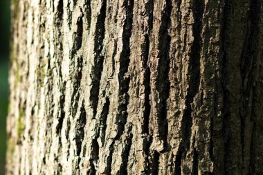 Bir ağacın yakın çekimi.