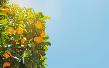 Yazın güneş ışığında olgun meyveli portakal ağacı. Arka planda mavi gökyüzü. Peyzaj fotoğrafçılığı. Açık hava fotoğrafçılığı.
