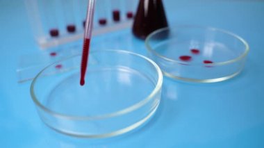 Petri kabına kan damlatıyor. Mikrobiyoloji laboratuarında kan..