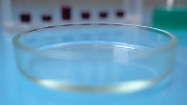 科学者はペトリ皿に血液サンプルとピペットで動作します.血液検査. — ストック動画