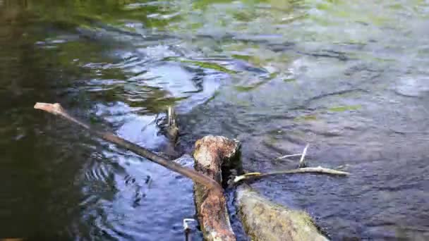 Flux d'eau sur les branches. Une petite rivière dans la forêt .