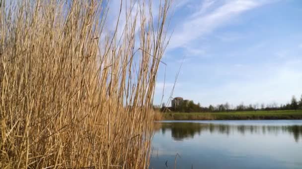 在蓝天的背景下，干枯的芦苇在河边风中摇曳. — 图库视频影像