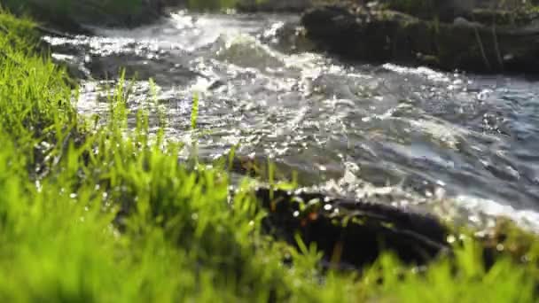 Швидкий струмок тече на тлі зеленої трави.. — стокове відео