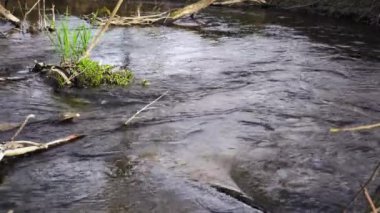 Dağ nehri ağaçların arasından akıyor. Nehir sola dönüyor..