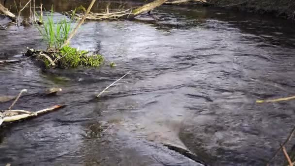 Ποταμός που ρέει με τη σειρά του μέσα από τα δέντρα. Το ποτάμι στρίβει αριστερά. — Αρχείο Βίντεο