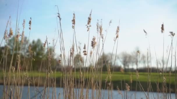 호수에서 바람에 흔들 리는 마른 풀. 대초원 의갈 대밭. — 비디오
