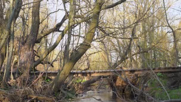 O homem atravessa o rio por uma ponte acidentada. Homem em uma ponte de madeira sobre um riacho . — Vídeo de Stock