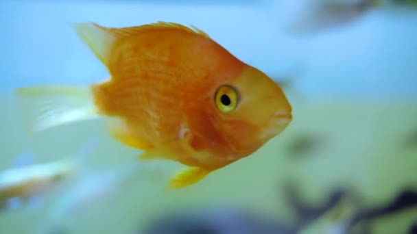 Золотая рыба, которая плавает в воде. Счастливая рыба — стоковое видео