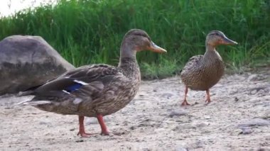 Kaz kameranın önünde ekmek yiyor. Kazlar ayakta duruyor ve ekmek yiyor. Ördekleri beslemek, yaban ördeklerini beslemek, ördekleri yemek