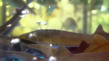 Akvaryumdaki güzel kırmızı kuyruklu yayın balığının kafası. Phractocephalus hemioliopterus