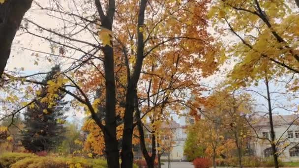 秋天，金碧辉煌的公园里，有人从树上爬了起来。黄色落叶。4k — 图库视频影像