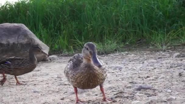 Viele Enten am Ufer des Wassers schließen den Sommer ab. Natur, Ducksn — Stockvideo