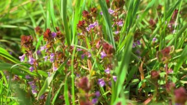 Parlak güneşli bir günde, çiçekli ve böcekli yeşil çayır. Düz kamera hareketi