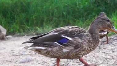 Yakından büyük kahverengi güzel ördek kameraya bakıyor. Vahşi ördek sürüsü nehir kıyısında yürüyor.