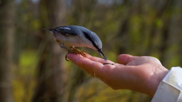 Kvinna matar fåglar från hand i höstparken. Fåglar i skogen Utfodring från hand — Stockvideo