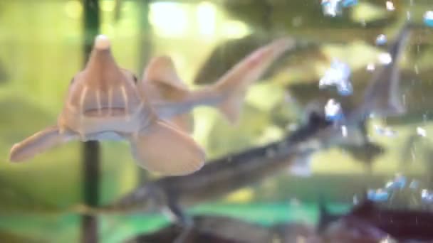 Silure antsstrus flotte dans l'aquarium. Silure reposant au fond de l'aquarium. Gros plan de la tête de beau poisson-chat dans l'aquarium — Video