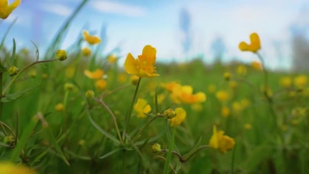 Κίτρινα χνουδωτά λουλούδια που λικνίζονται. Πεταλούδες στον γαλάζιο ουρανό. — Αρχείο Βίντεο
