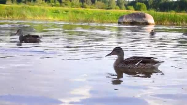 Gęsi pływają po wodzie. Stado gęsi pływa w pobliżu brzegu unosząc się na płytkim jeziorze. Gęsi unoszą się na stawie. Gaggle pływa na jeziorze — Wideo stockowe