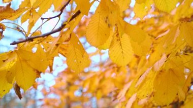 Mavi gökyüzünde altın ağaç yaprakları. Autumn Leaves, Autumnal Park 'taki bir ağaçta sallanıyor. Sonbahar orman güzelliği