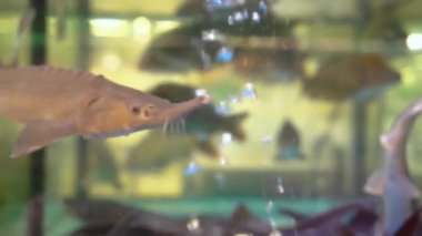 Büyük yayın balığı. Phractocephalus hemioliopterus. Catfish antsstrus akvaryumda yüzüyor. Catfish akvaryumun dibinde dinleniyor. Akvaryumdaki güzel yayın balığının kafası..