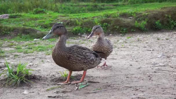 Someone is feeding the ducks on a sandy riverbank with stone. Ducks Feeding — Stock Video