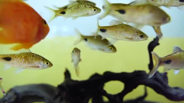 Bright multi-colored tropical fish on a coral reef of the Pacific Ocean in the aquarium. Beautiful aquarium with rare tropical fish — Stock Video